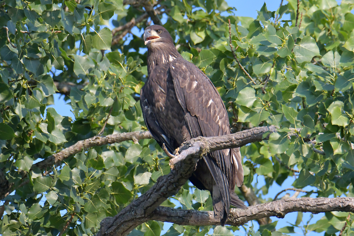 A July Day at Stockport Flats 01