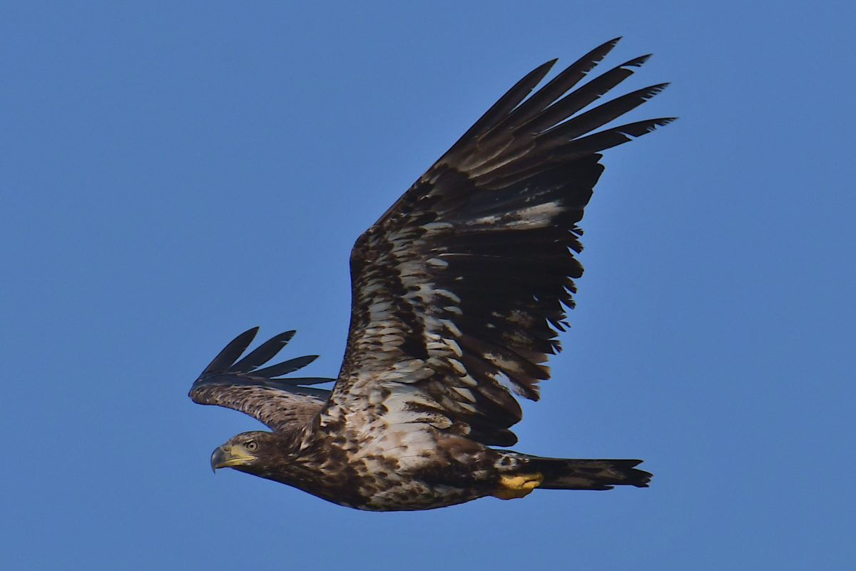 A July Day at Stockport Flats 02