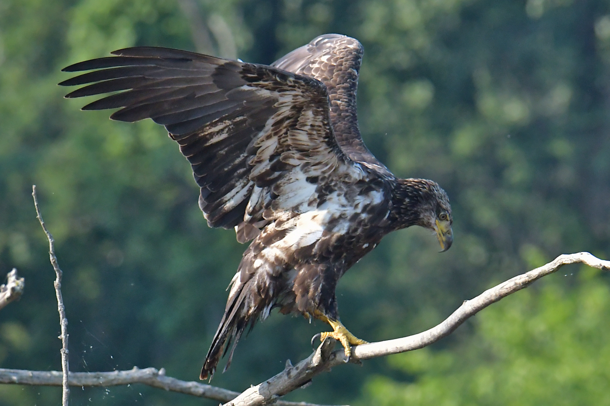 A July Day at Stockport Flats 03