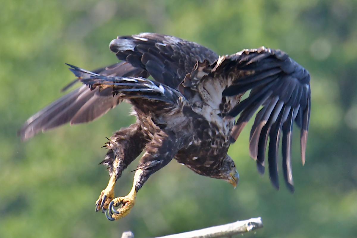 A July Day at Stockport Flats 05