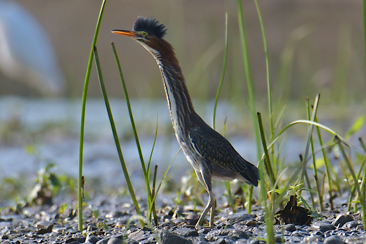 A July Day at Stockport Flats 06