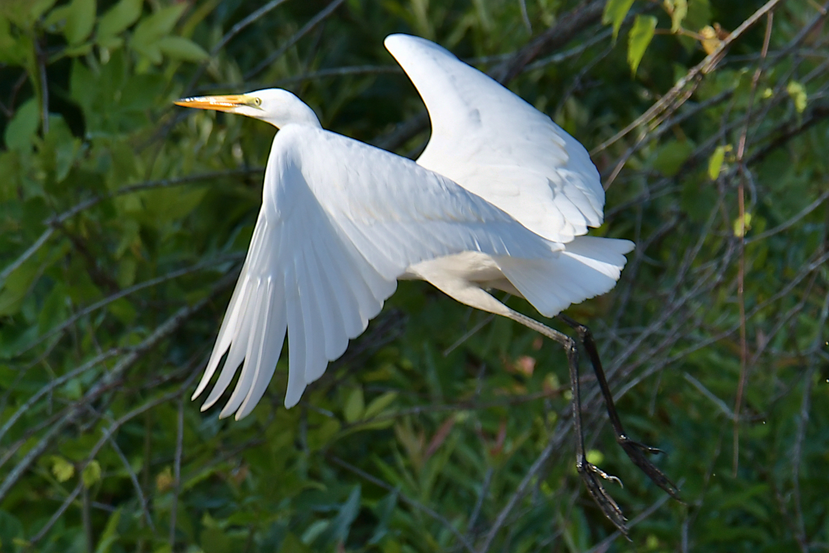A July Day at Stockport Flats 07