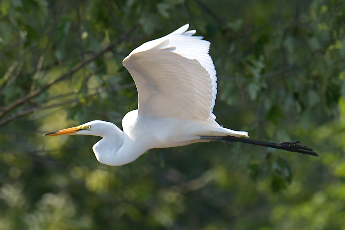 A July Day at Stockport Flats 08