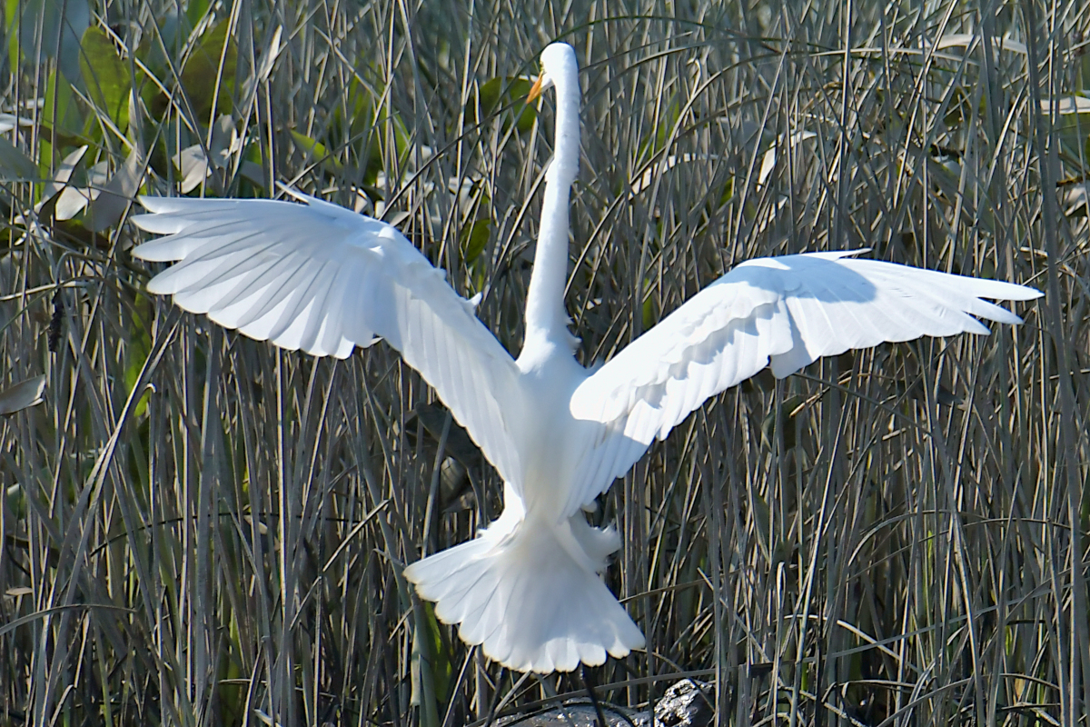 A July Day at Stockport Flats 09
