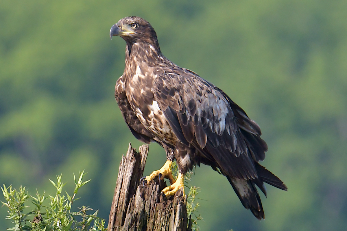 A July Day at Stockport Flats 10