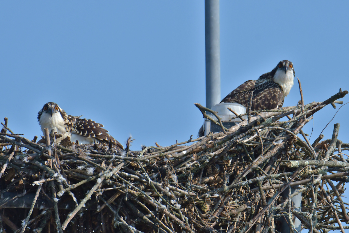 A July Day at Stockport Flats 11