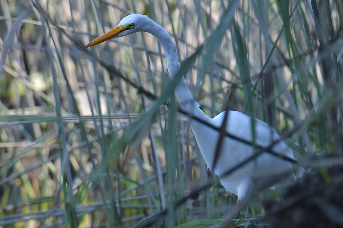 A July Day at Stockport Flats 12