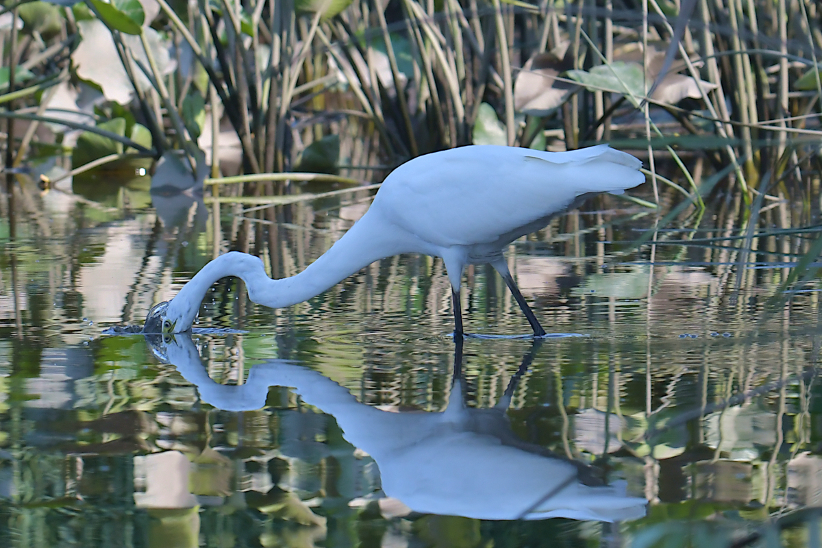 A July Day at Stockport Flats 13