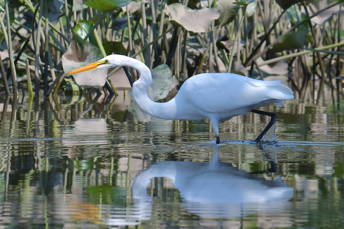 A July Day at Stockport Flats 14