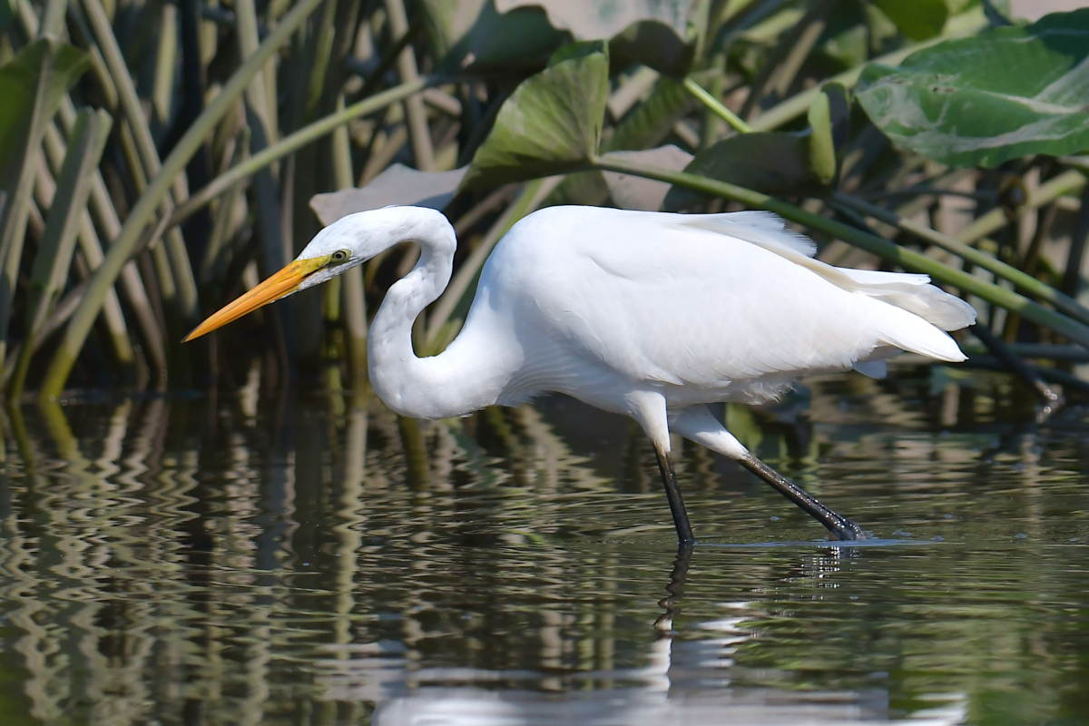 A July Day at Stockport Flats 15