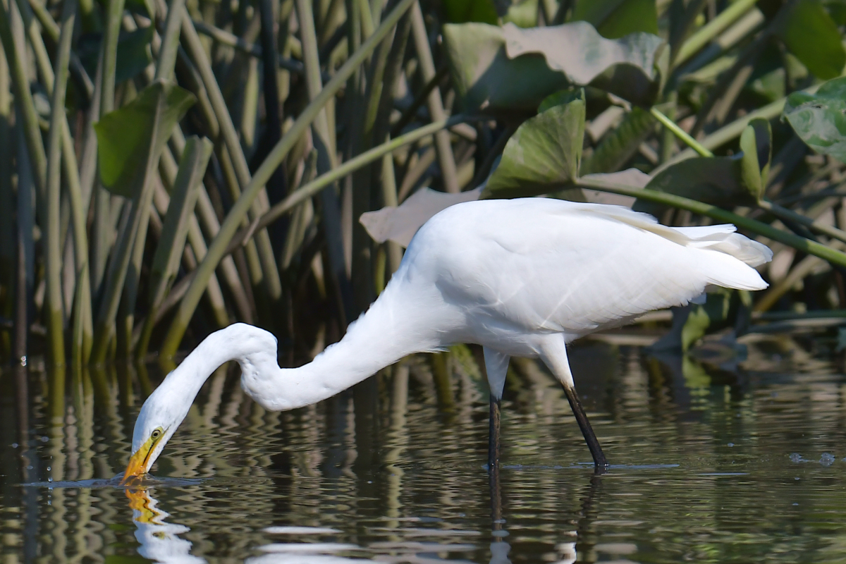 A July Day at Stockport Flats 16
