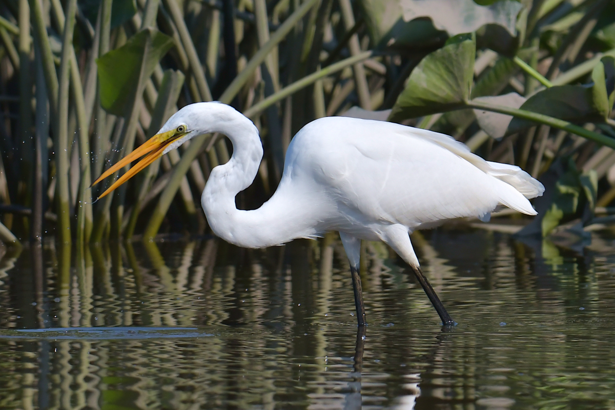 A July Day at Stockport Flats 17