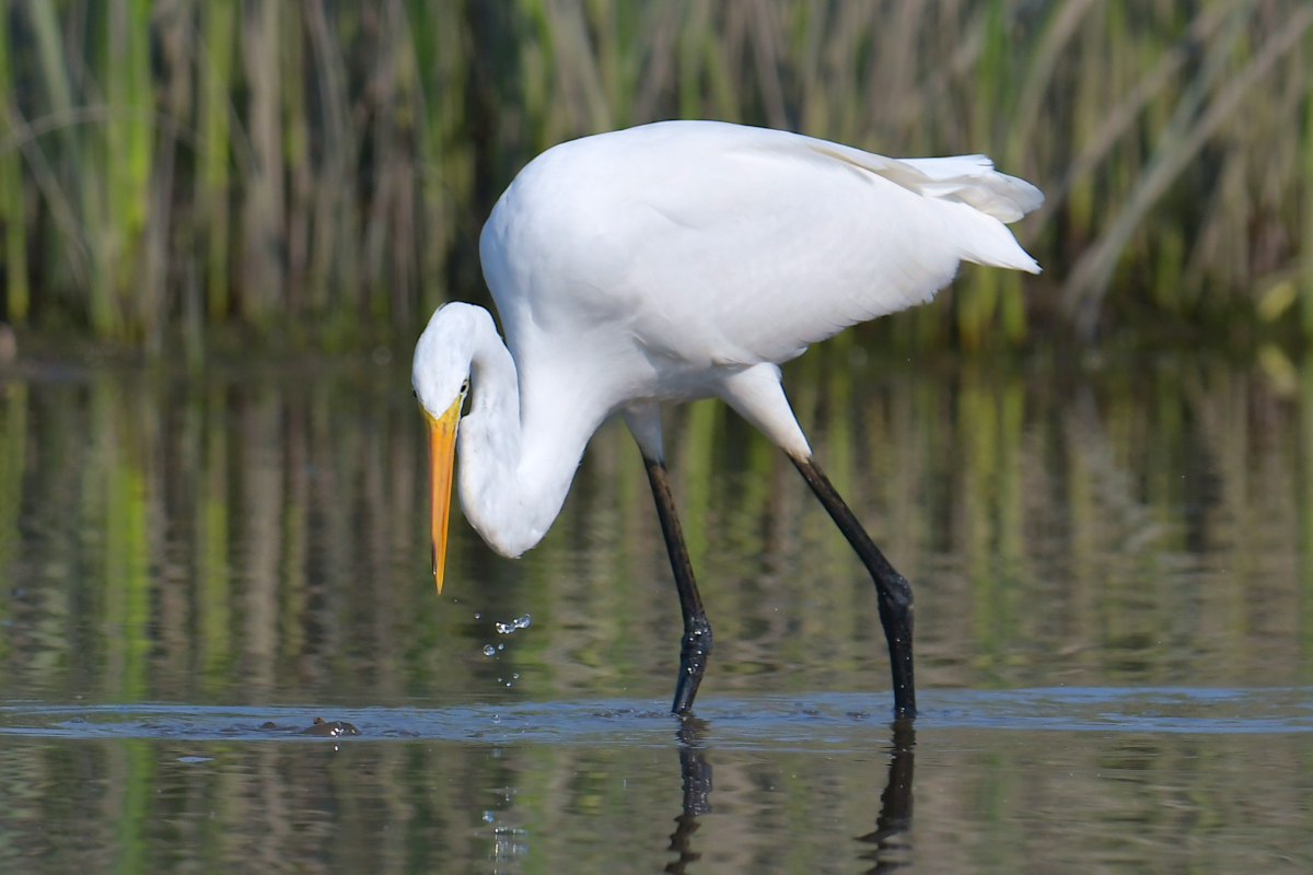 A July Day at Stockport Flats 18