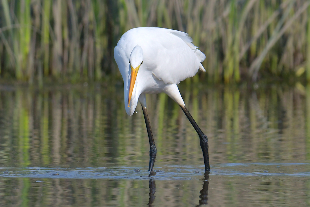 A July Day at Stockport Flats 19