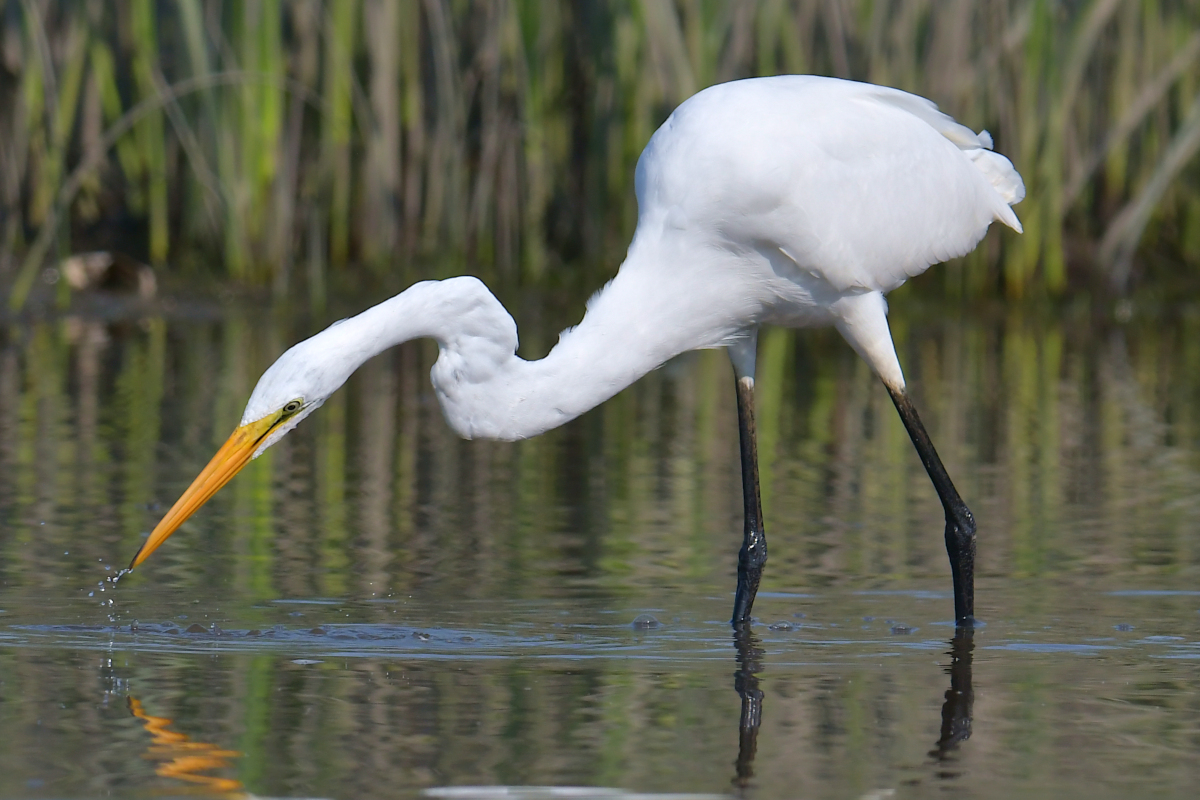 A July Day at Stockport Flats 20