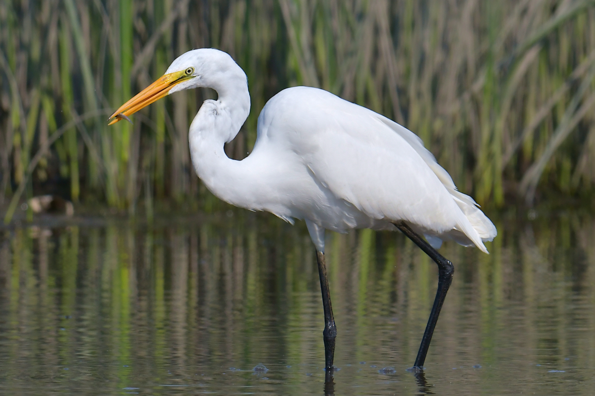 A July Day at Stockport Flats 21