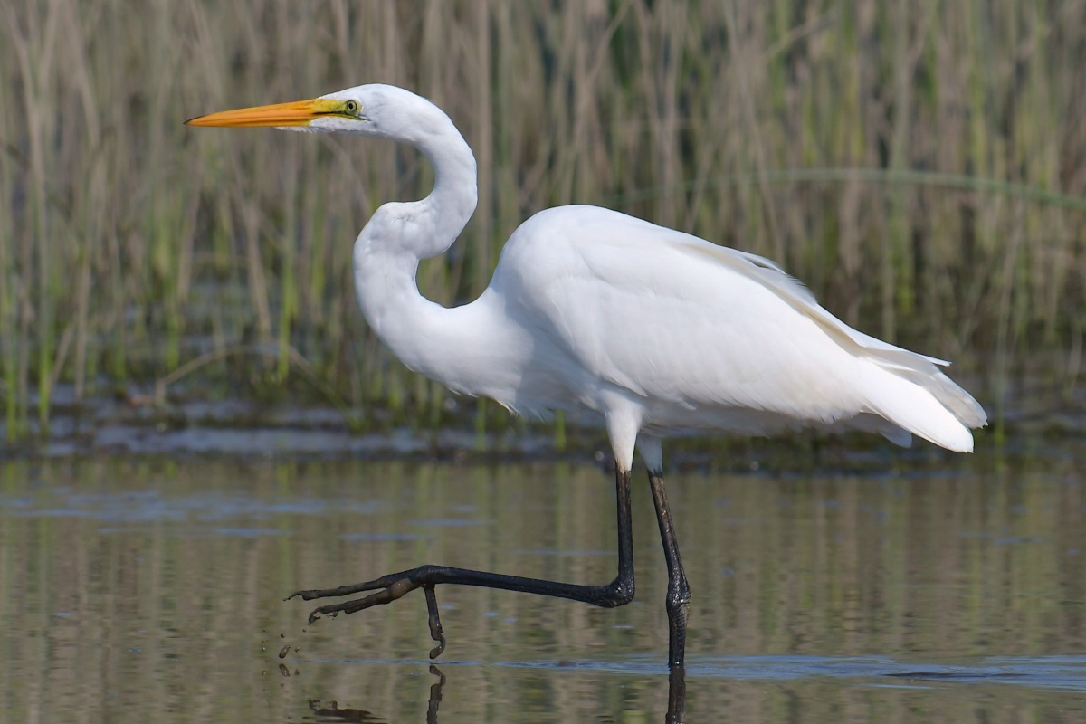 A July Day at Stockport Flats 22