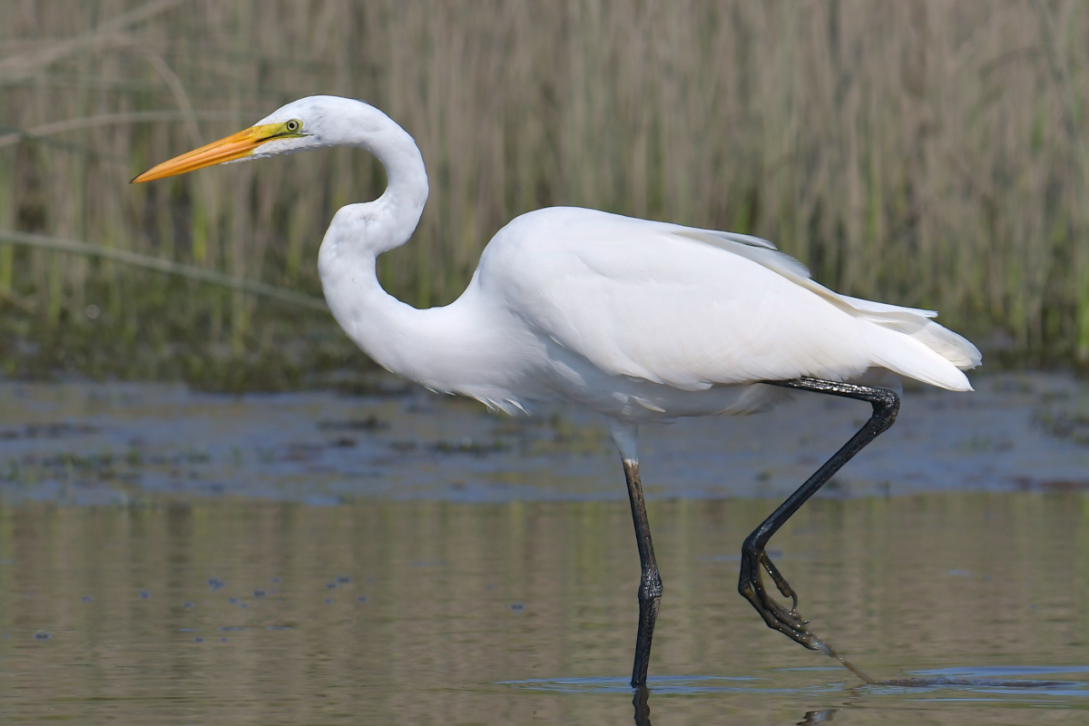 A July Day at Stockport Flats 23