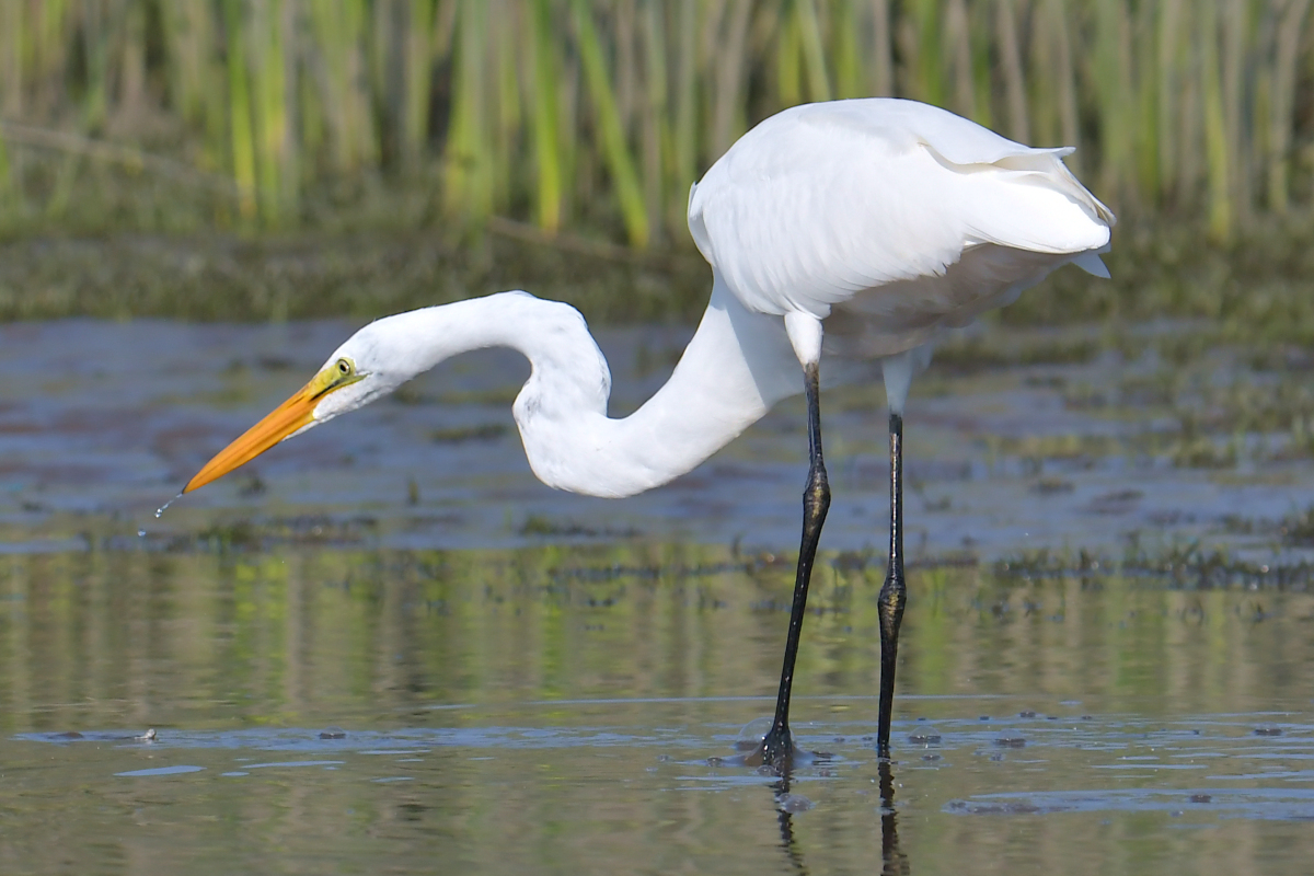 A July Day at Stockport Flats 24