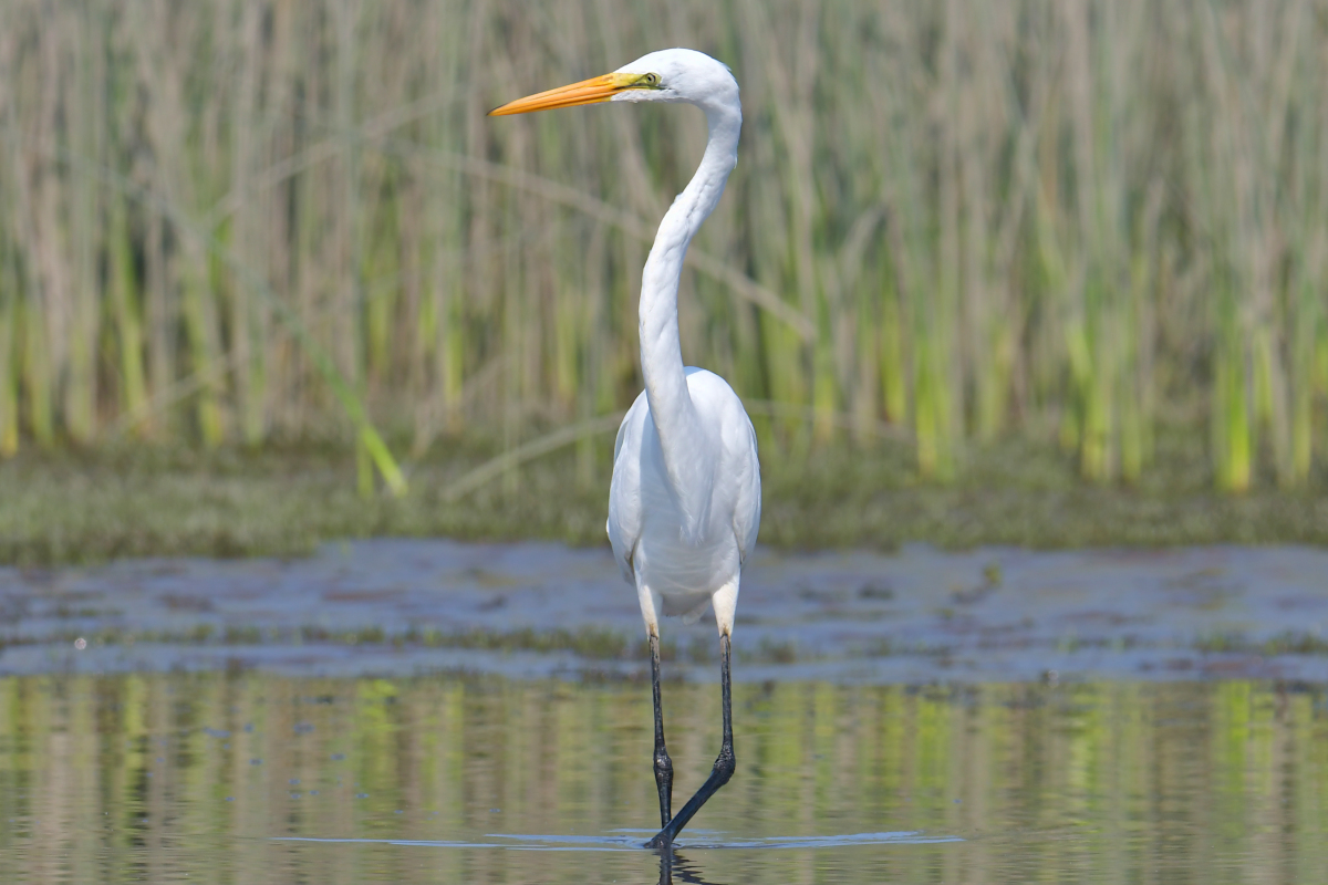 A July Day at Stockport Flats 26