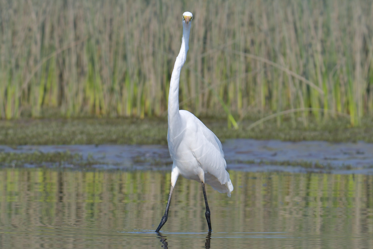 A July Day at Stockport Flats 27