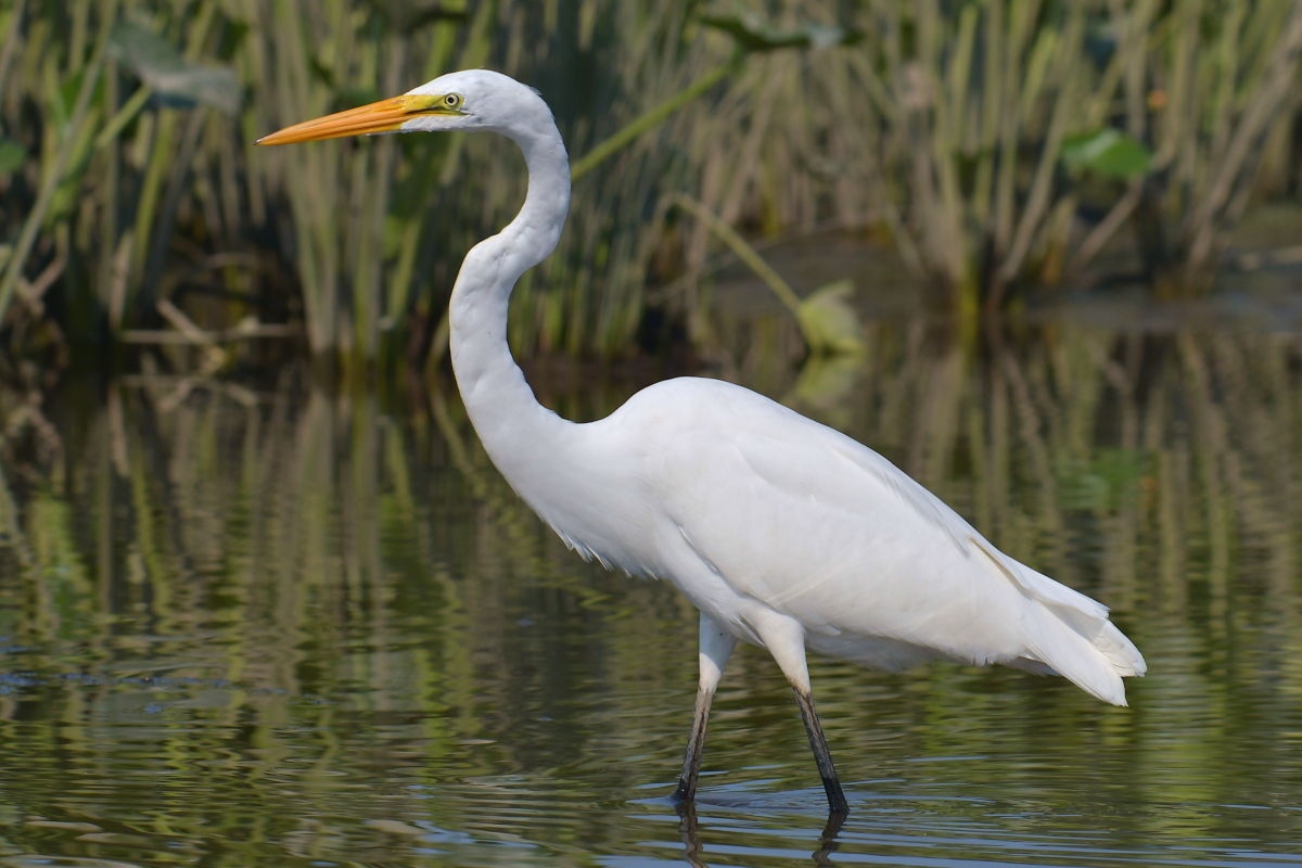 A July Day at Stockport Flats 28