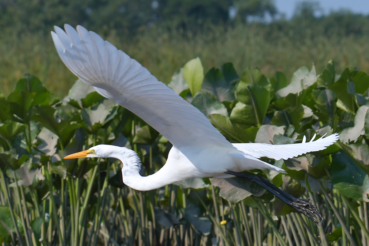 A July Day at Stockport Flats 29