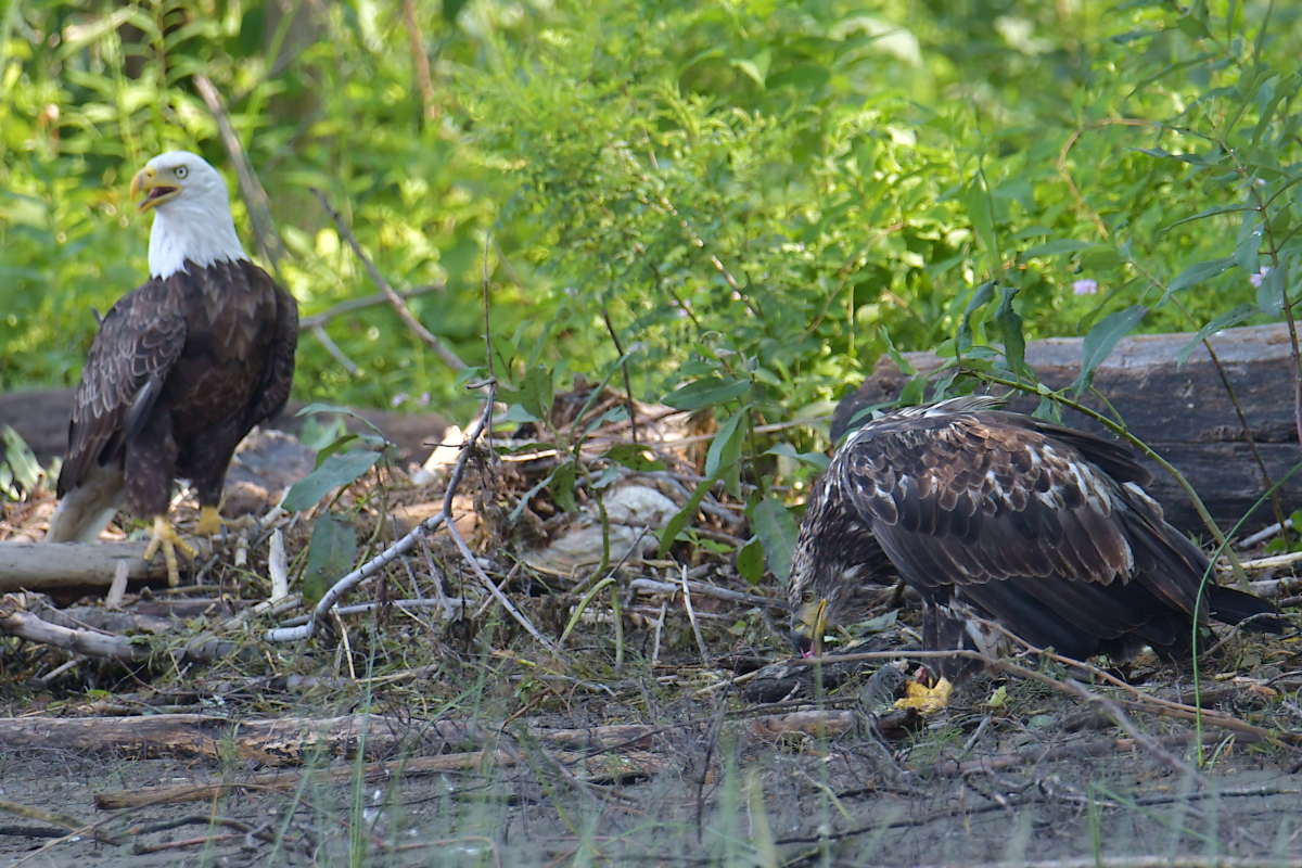 A July Day at Stockport Flats 34