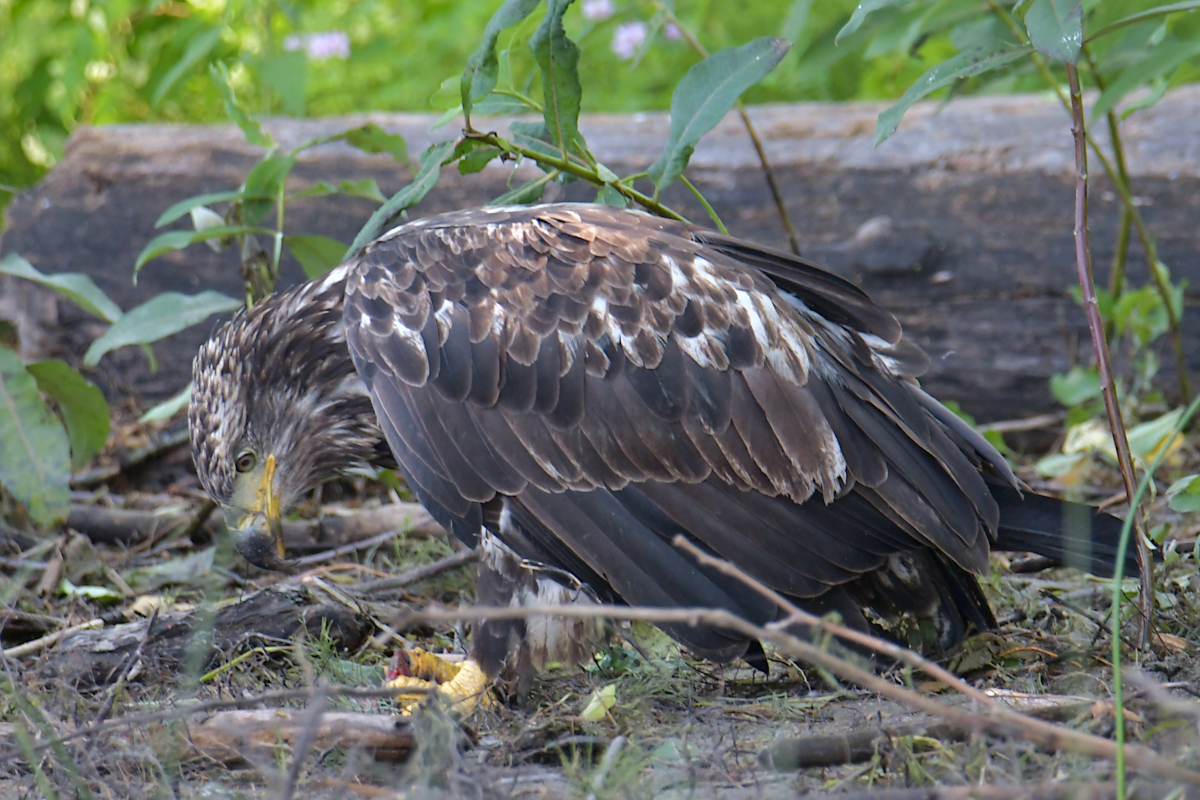 A July Day at Stockport Flats 35