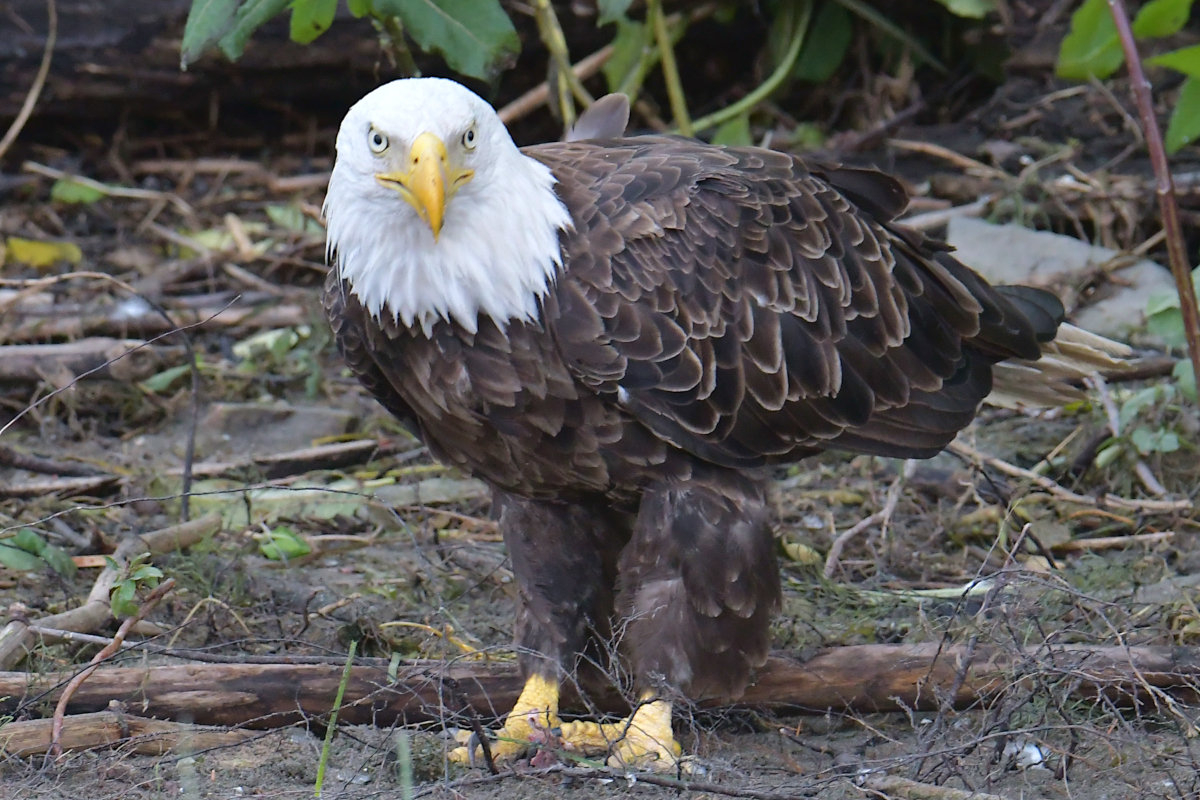 A July Day at Stockport Flats 36
