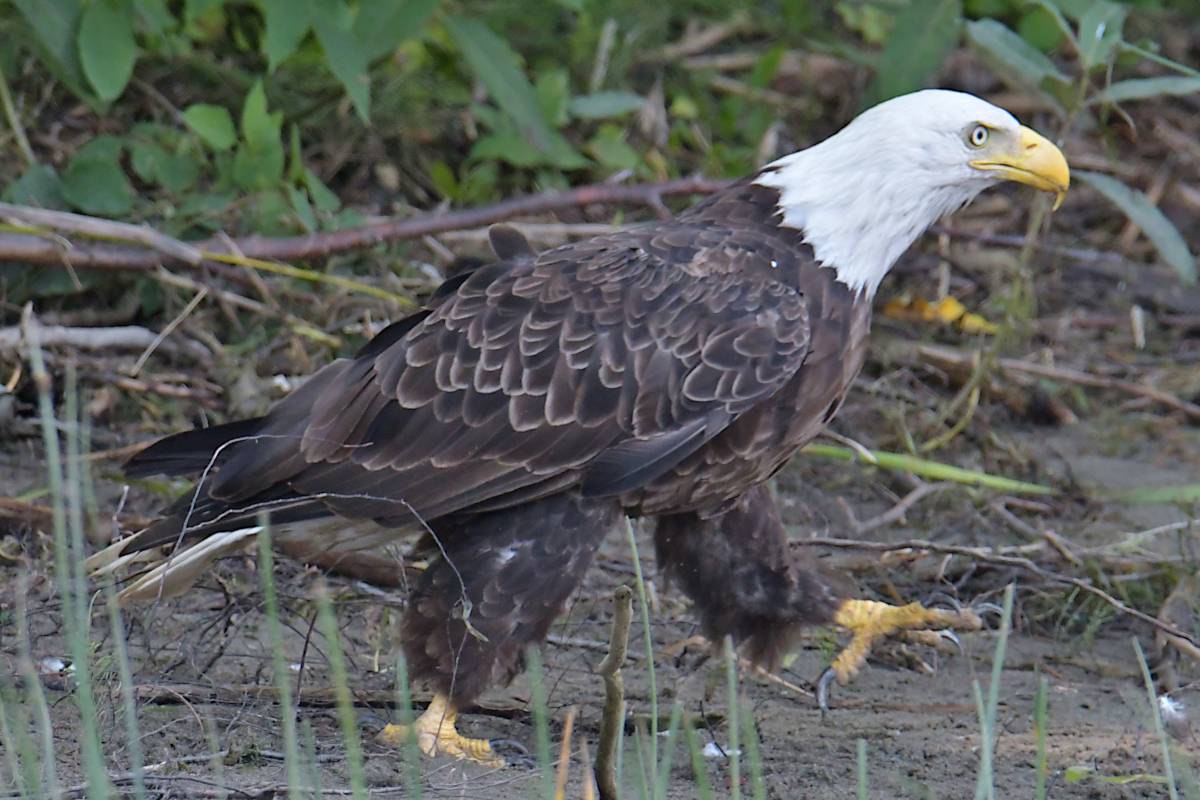 A July Day at Stockport Flats 37