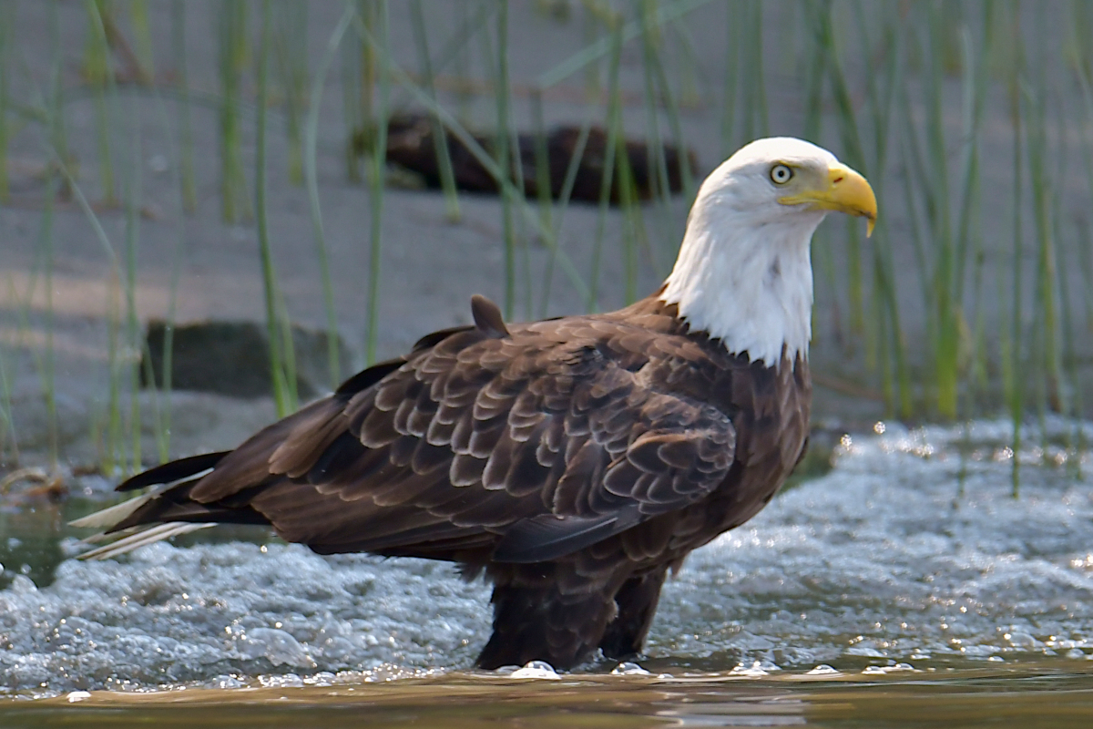 A July Day at Stockport Flats 39