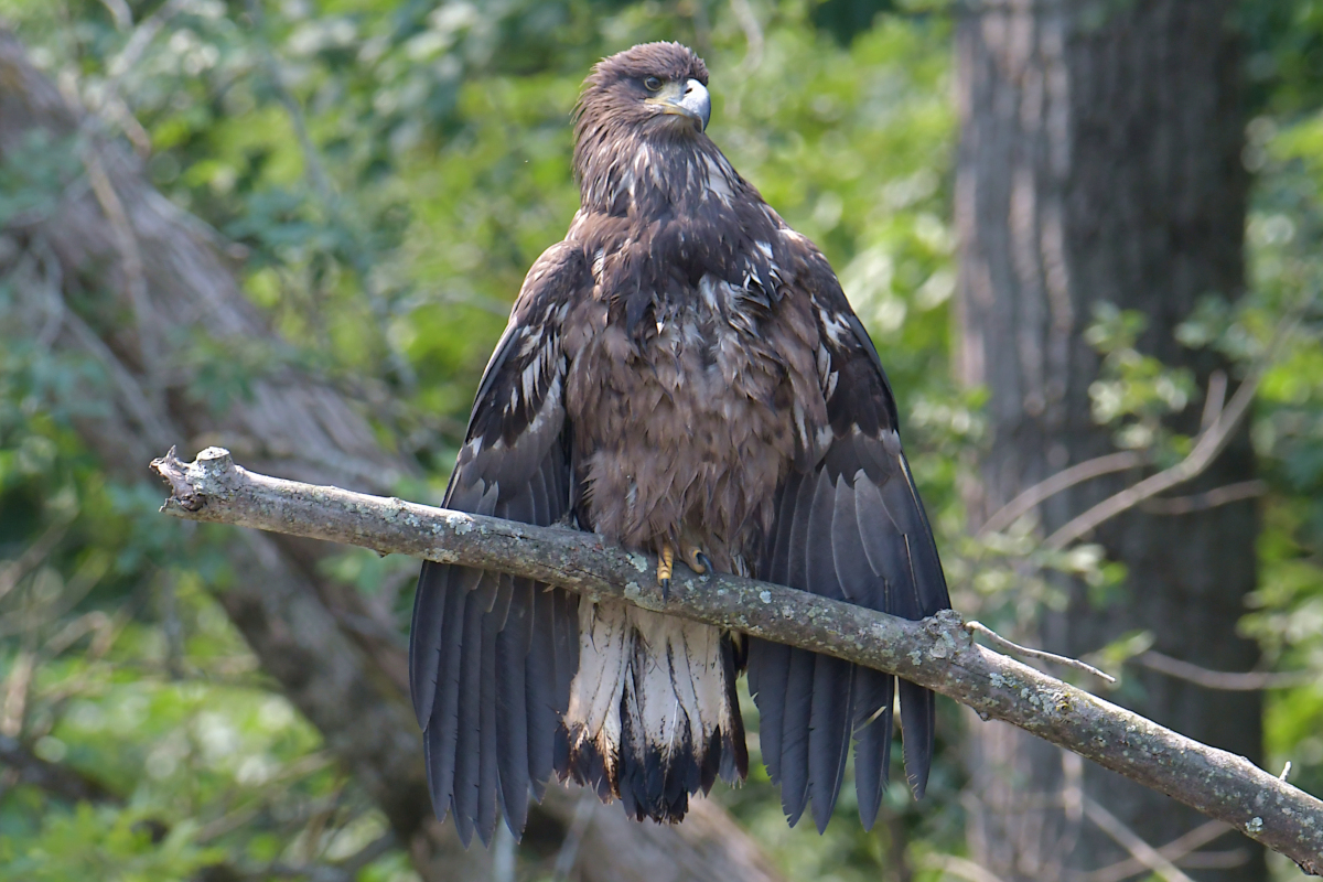 A July Day at Stockport Flats 43