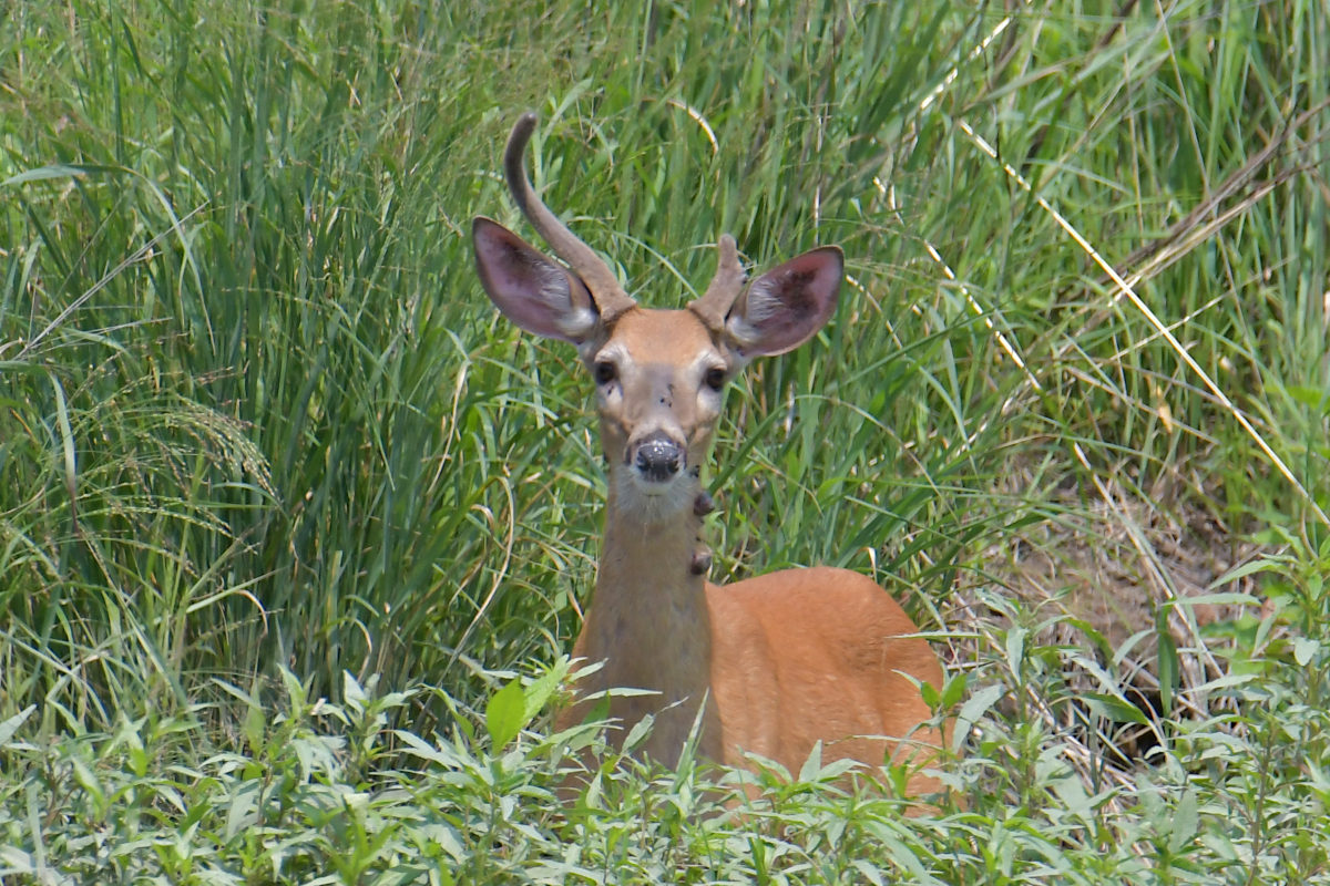 A July Day at Stockport Flats 46
