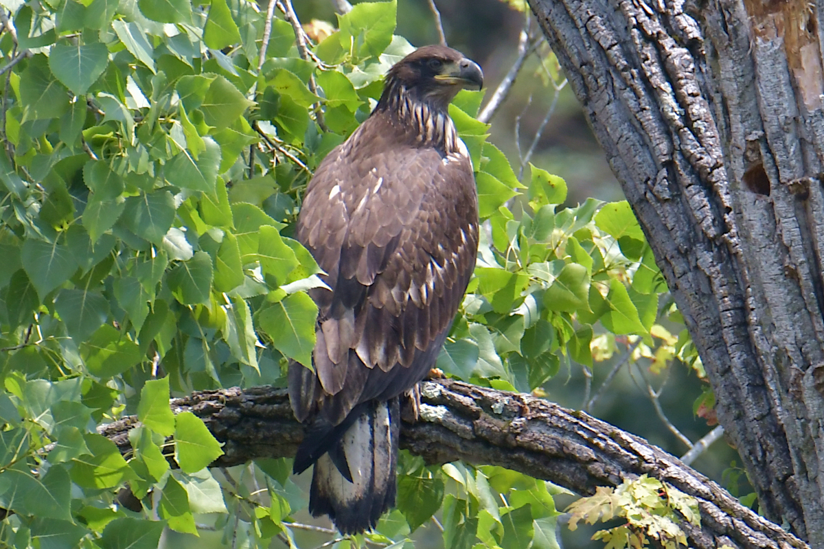 A July Day at Stockport Flats 47