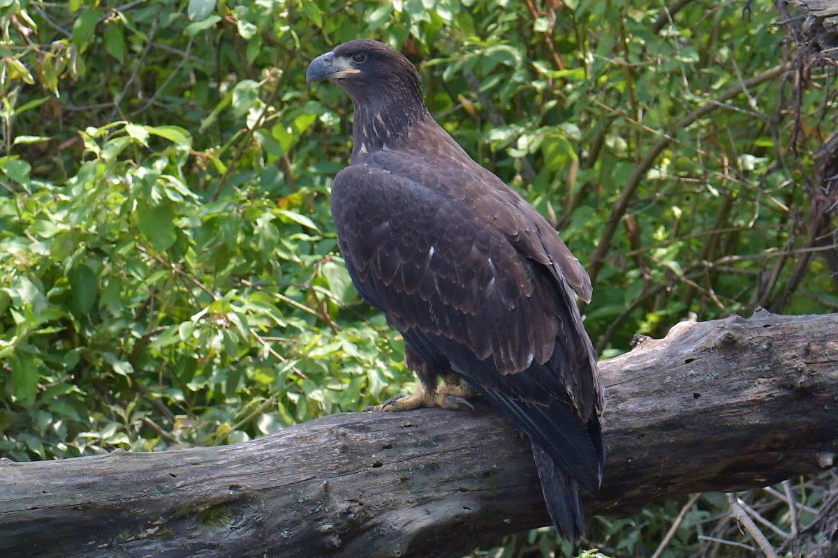 A July Day at Stockport Flats 48
