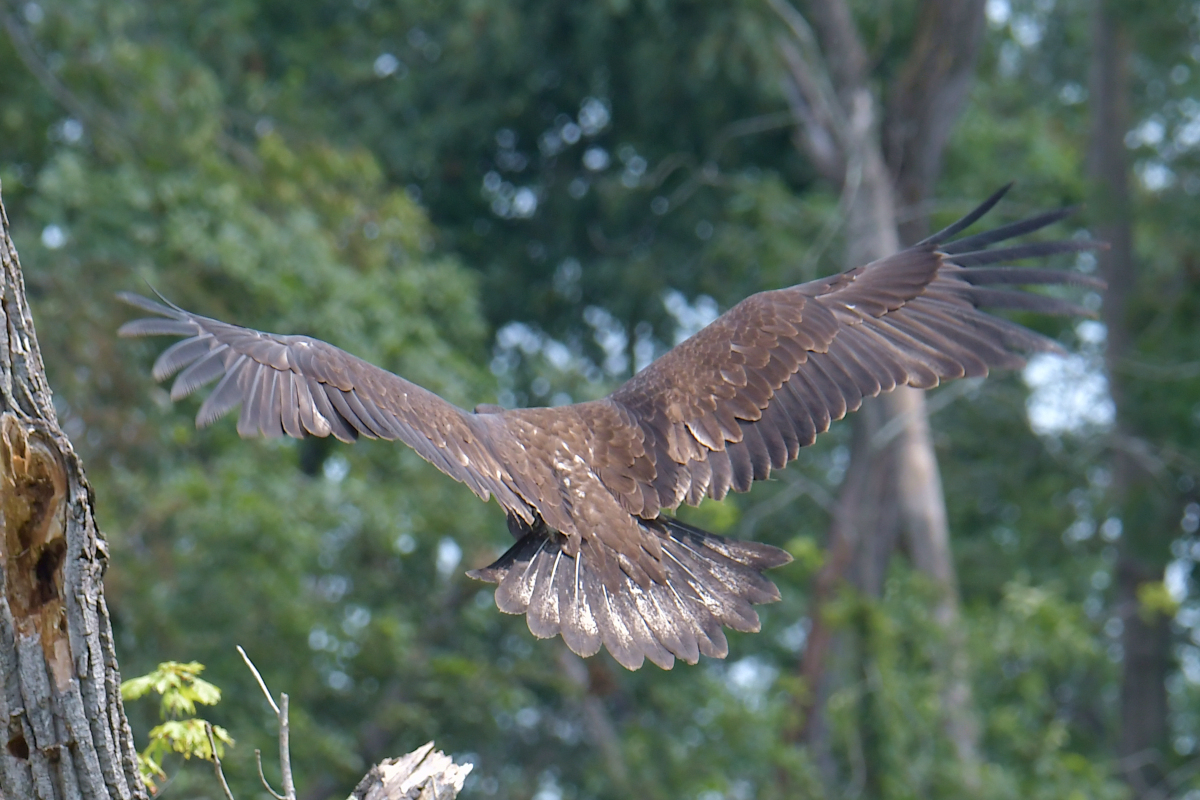 A July Day at Stockport Flats 49