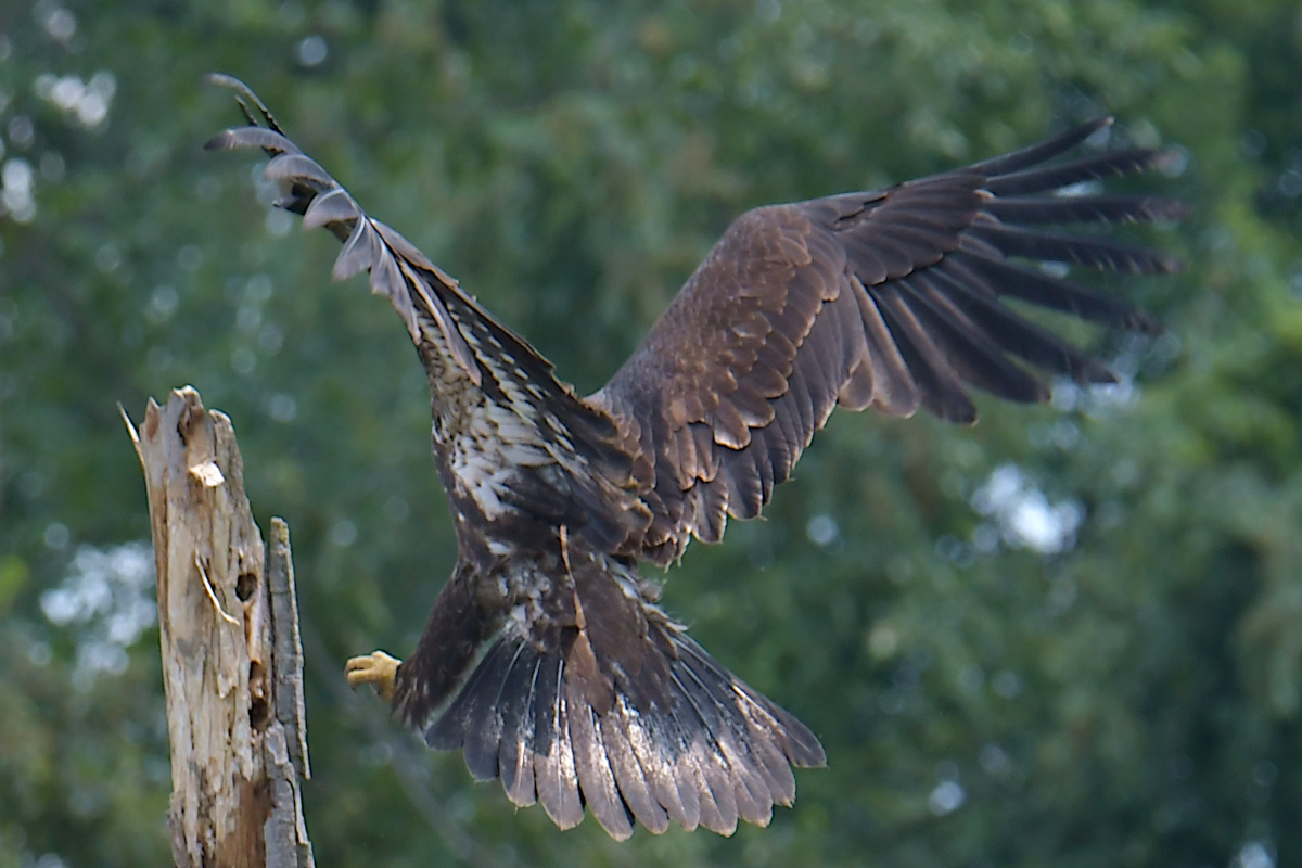 A July Day at Stockport Flats 50