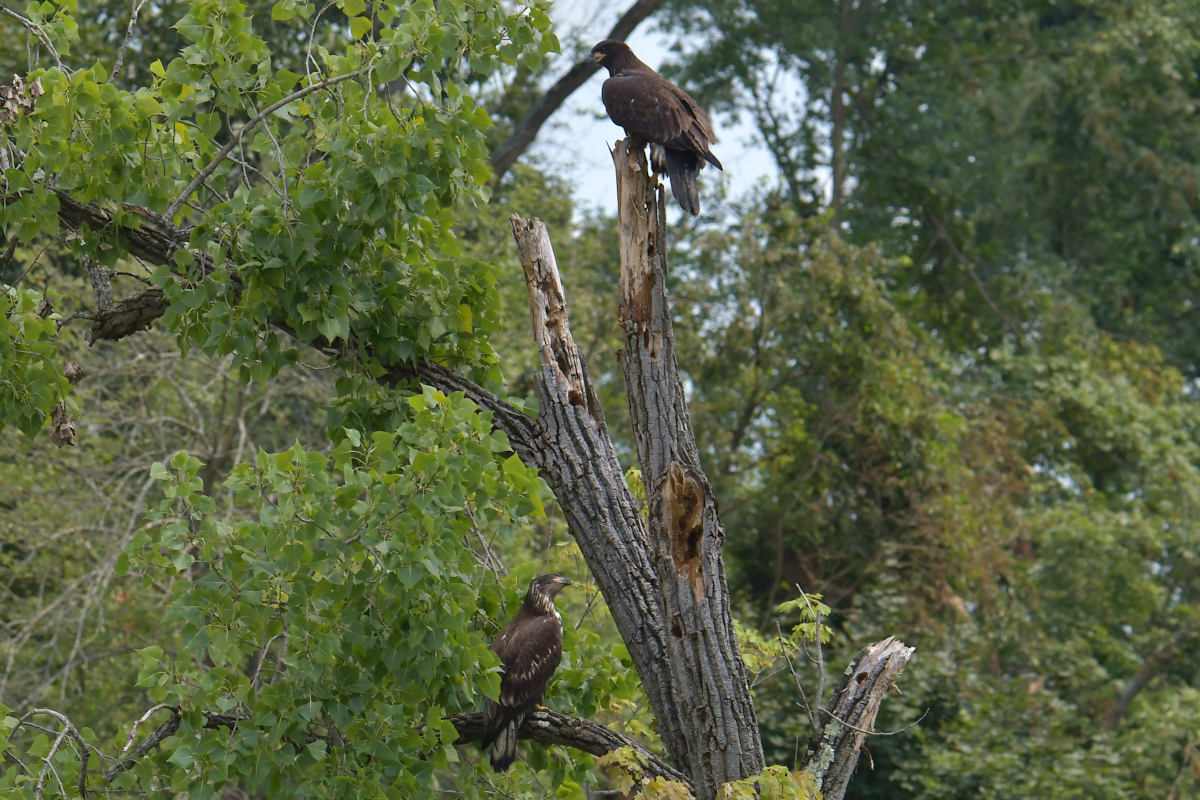 A July Day at Stockport Flats 52