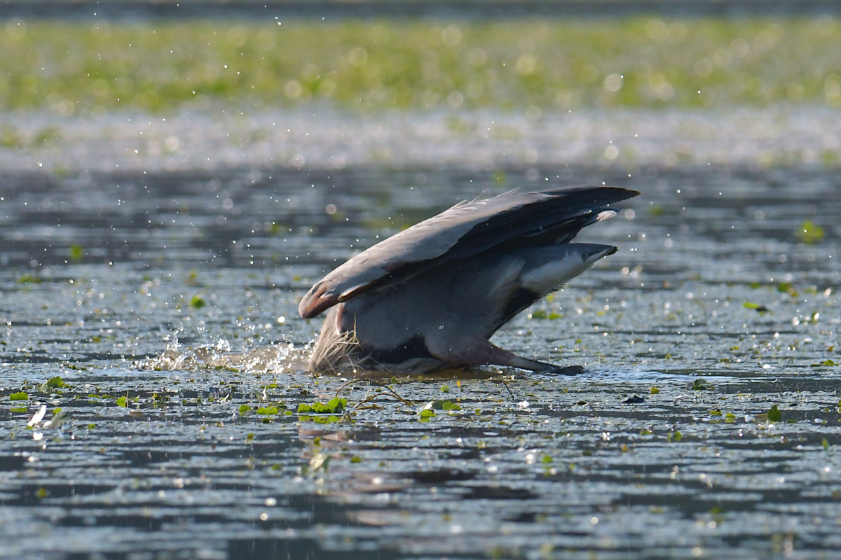 Early June at Stockport Flats 03