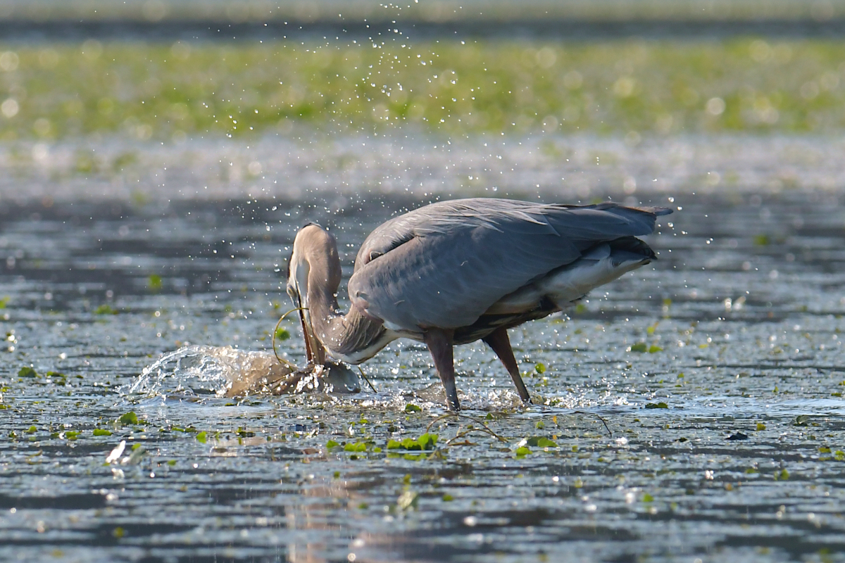 Early June at Stockport Flats 04