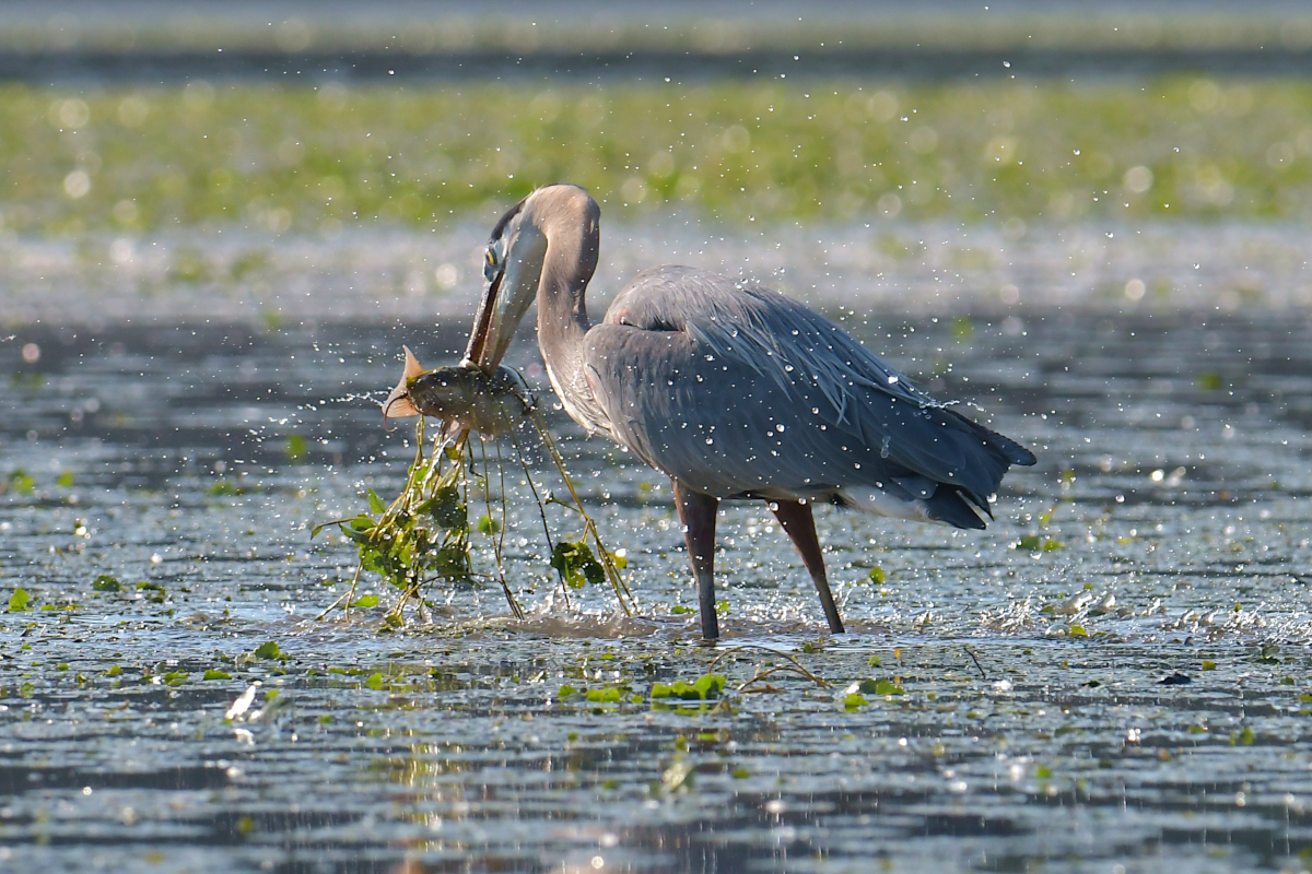 Early June at Stockport Flats 05
