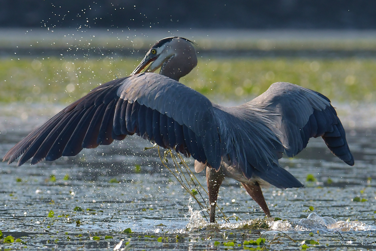 Early June at Stockport Flats 06