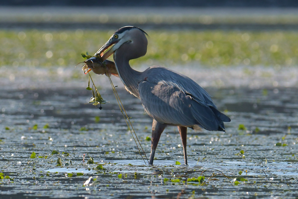 Early June at Stockport Flats 07