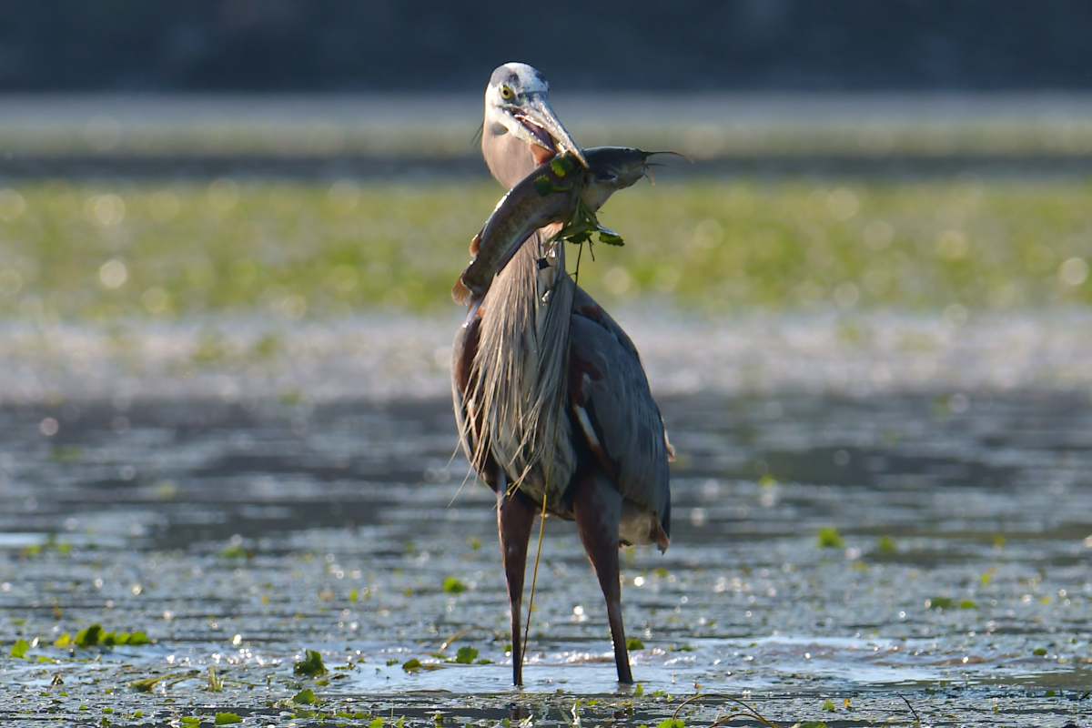 Early June at Stockport Flats 08