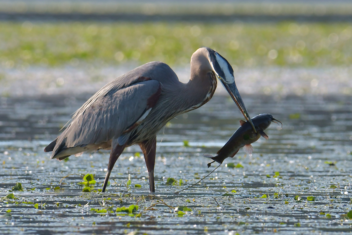 Early June at Stockport Flats 09