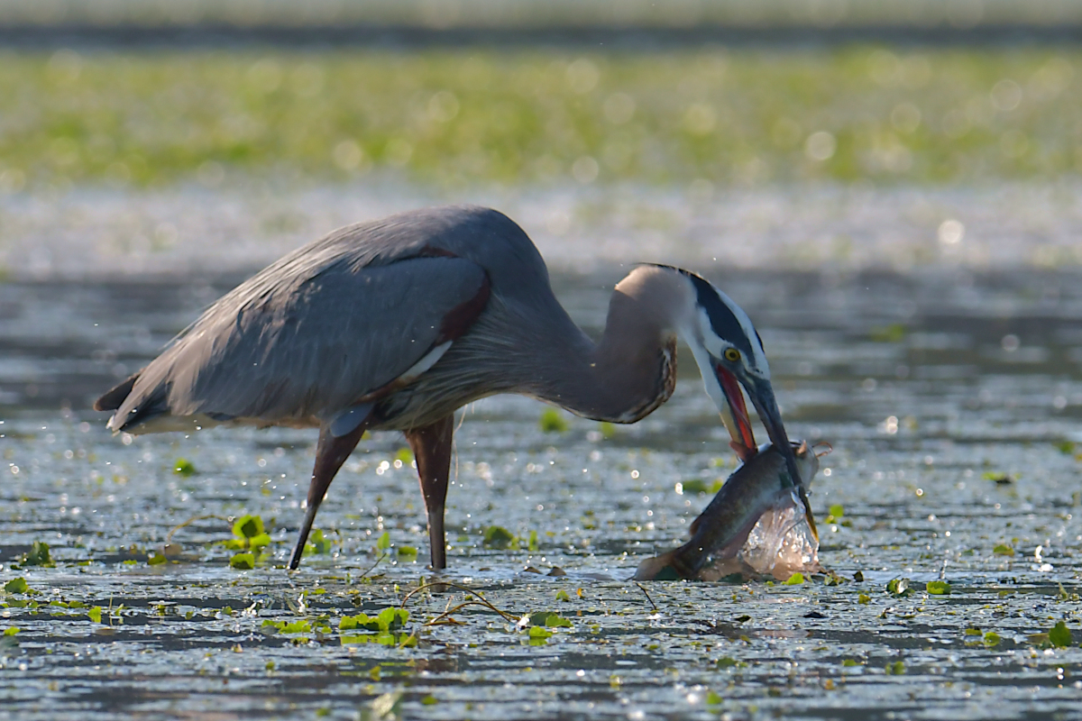 Early June at Stockport Flats 10