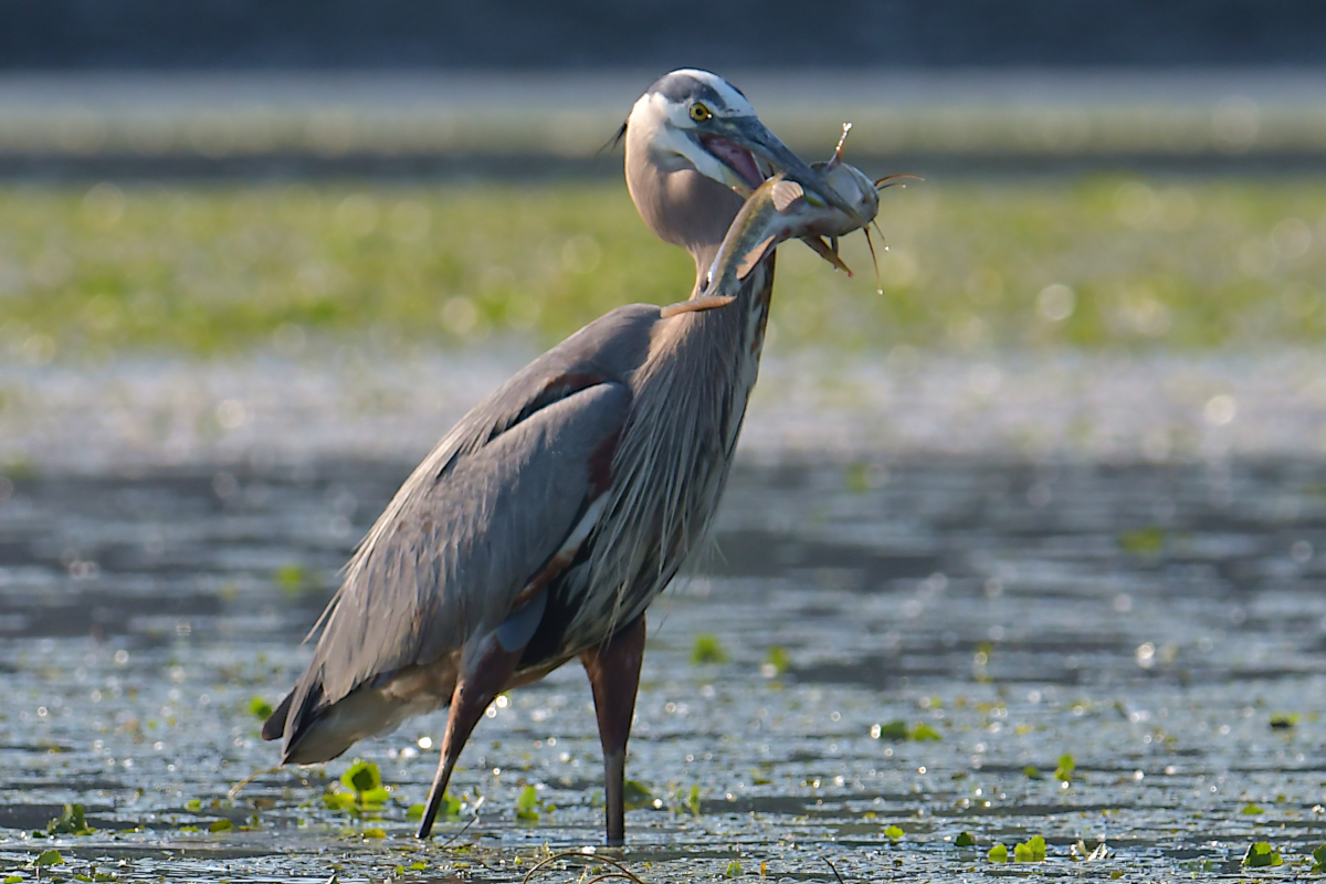 Early June at Stockport Flats 11