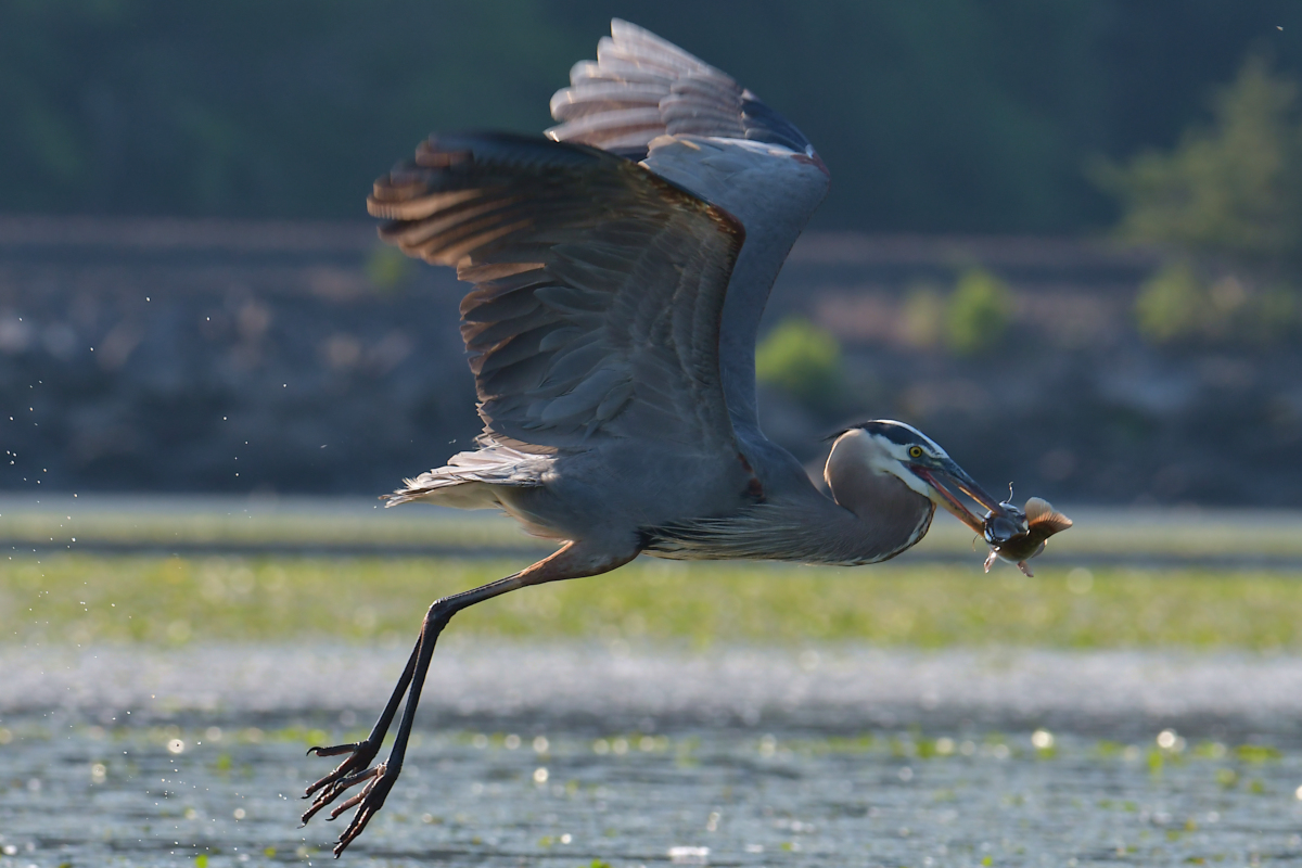 Early June at Stockport Flats 12