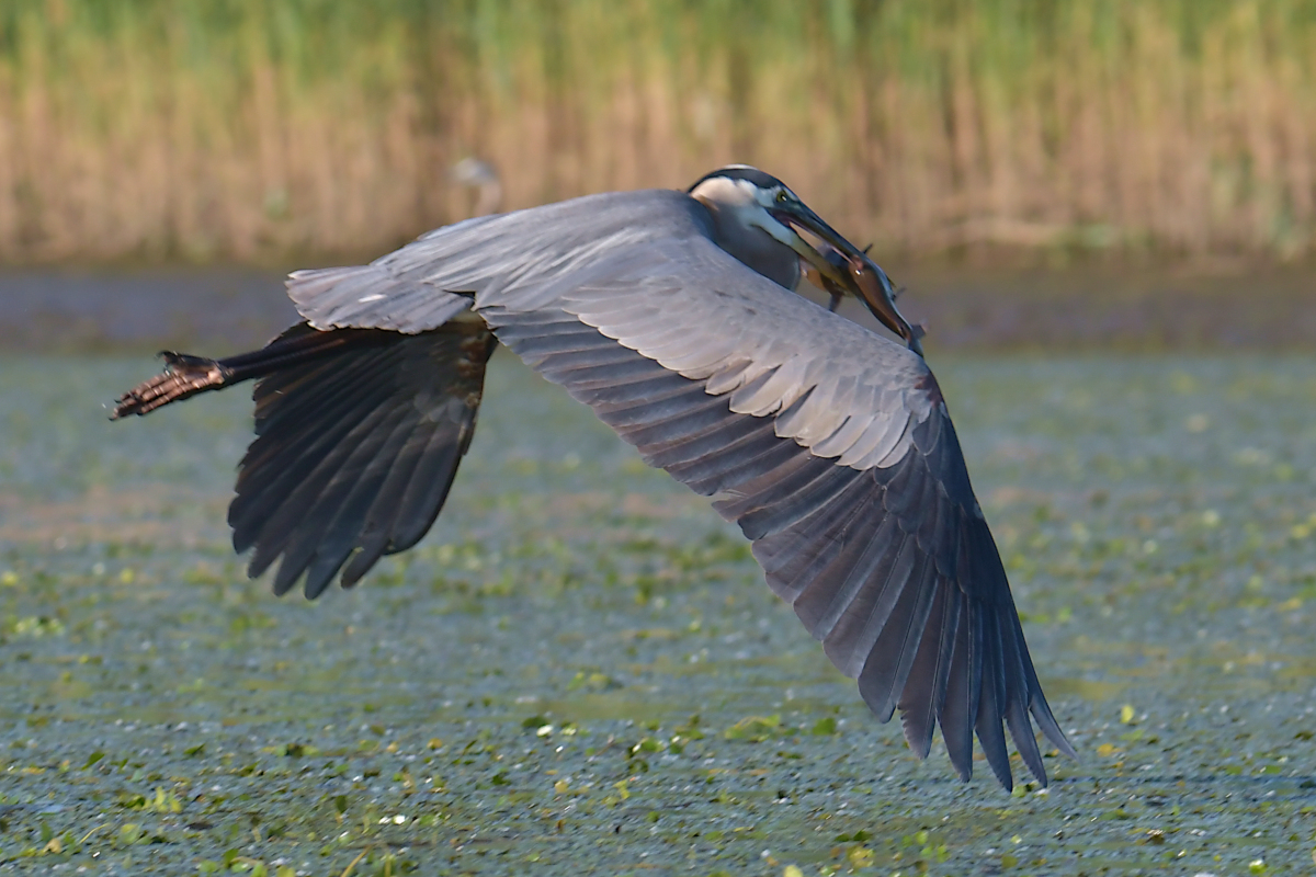 Early June at Stockport Flats 13